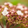Nahaufnahme: Weiß blühender Lorbeer-Schneeball 'Purpurea', immergrüner Strauch für Garten & Kübel.