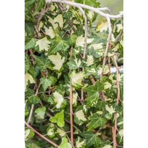 Efeu 'Goldheart' mit gelb-grünen Blättern, eine attraktive Kletterpflanze für Garten und Kübel.