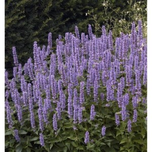 Mexikonessel Pink Beauty - Agastache rugosa