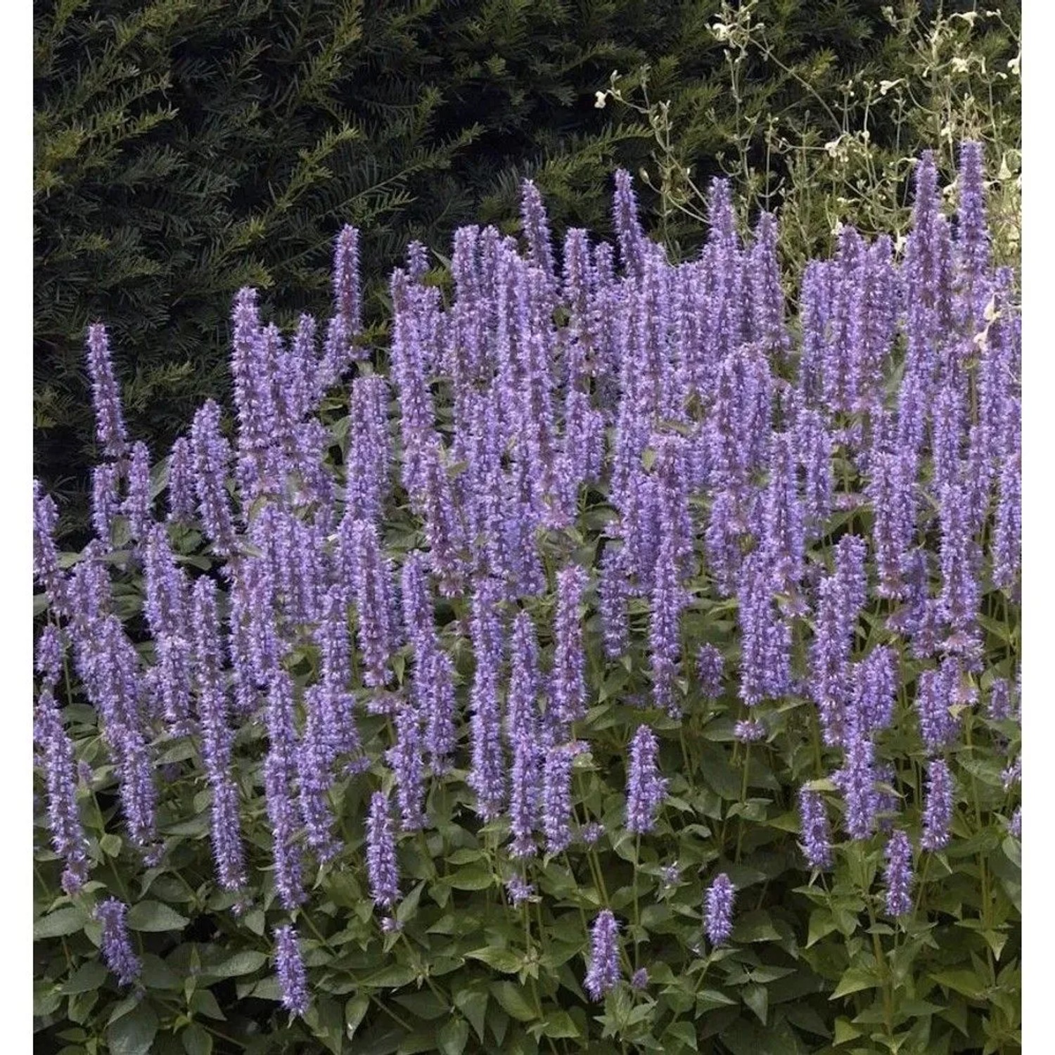 Mexikonessel Pink Beauty - Agastache rugosa