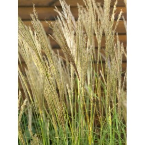 Kompaktes Ziergras: Miscanthus Sinensis Yakushima Dwarf im 11x11 cm Topf.