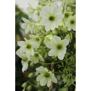 Nahaufnahme der weißen Blüten der Waldrebe 'Joe' (Clematis Hybride).