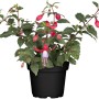 Fuchsie im Topf, ca. 30cm hoch. Blühende Kübelpflanze mit roten und lila Blüten.