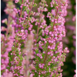 10x Knospenheide Gardengirls Lilli mit zarten, rosa Blütenknospen. Besenheide für Herbst und Winter.