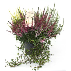 Beetpflanzen-Mix im Topf mit Besenheide und Drahtsträuchern, verschiedene Farben.