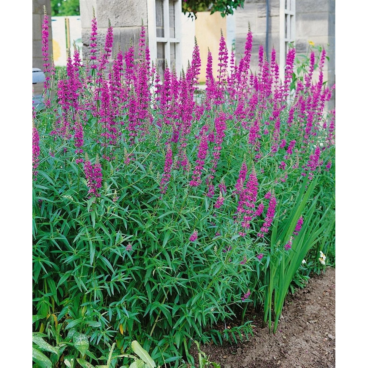 Lythrum Salicaria Blutweiderich Lady Sackville Ca. 11x11 cm Topf günstig online kaufen