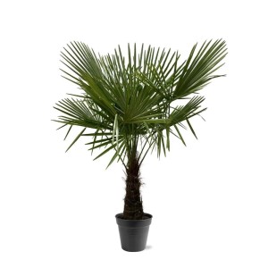 Exotenherz Chinesiche Hanfpalme Trachycarpus Fortunei 30cm Topf 160-180cm Hoch