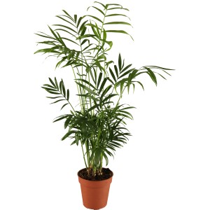 Bergpalme (Chamaedorea elegans) im braunen Topf, ca. 17 cm Ø, Zimmerpalme.