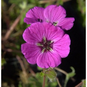 Nahaufnahme einer purpurfarbenen Storchenschnabel-Blüte (Geranium cinereum) im Detail.