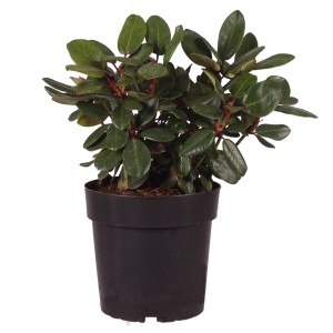 Alpenrose Tromba im Topf, ca. 30-40 cm hoch, grüne Blätter.