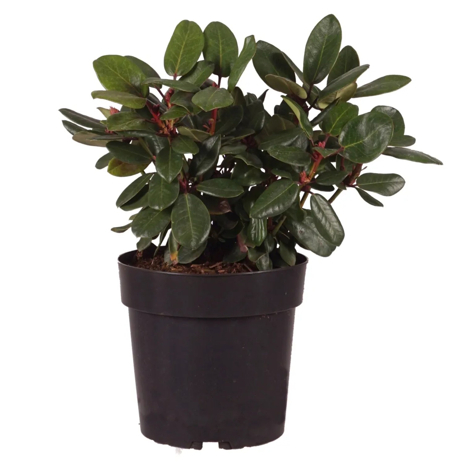 thuja brabant pflanzen Thuja 