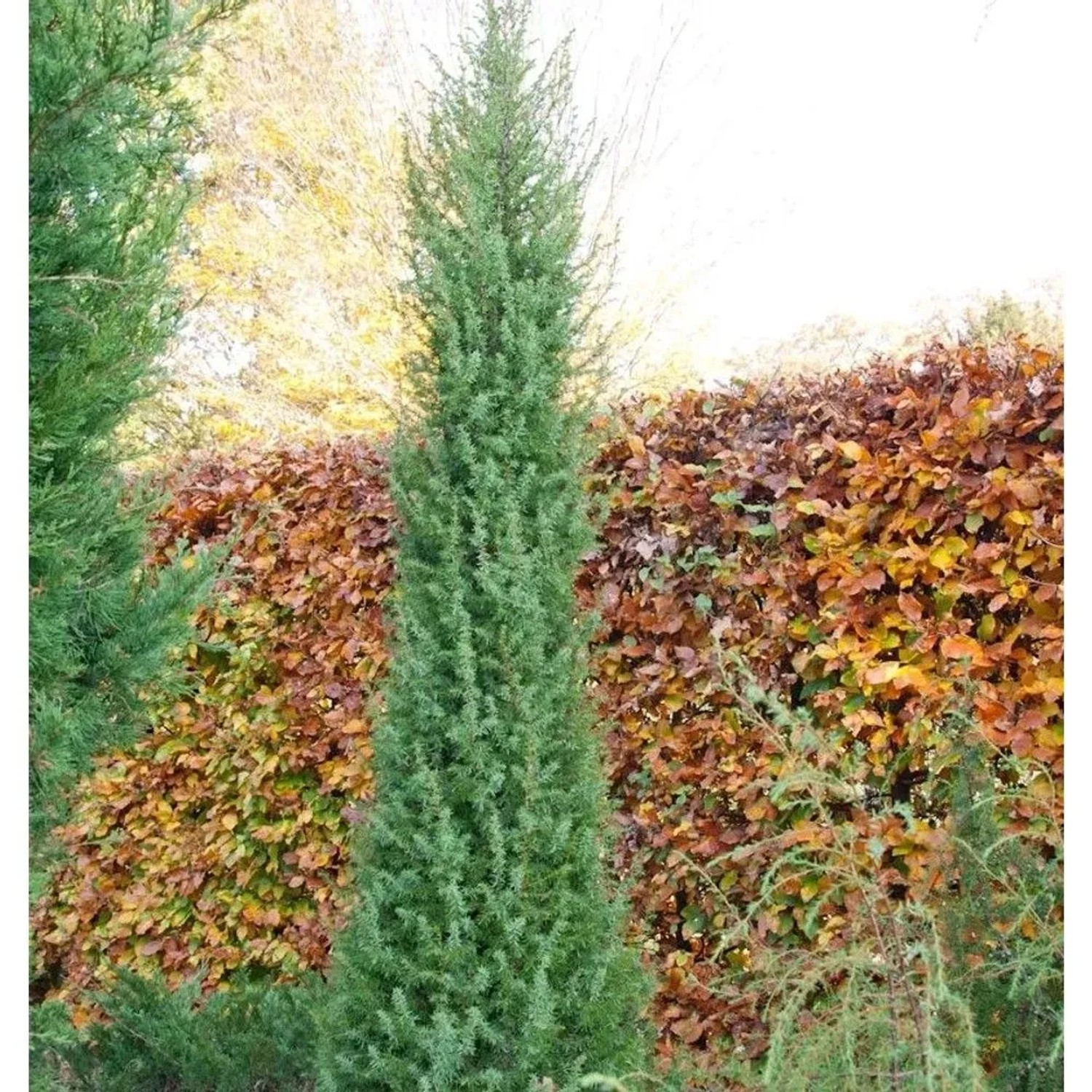 Heide-Wacholder Norwegen 40-60cm - Juniperus communis