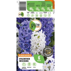 GROW by OBI Hyazinthen Mischung 6 Stück Hyacinthus Mix