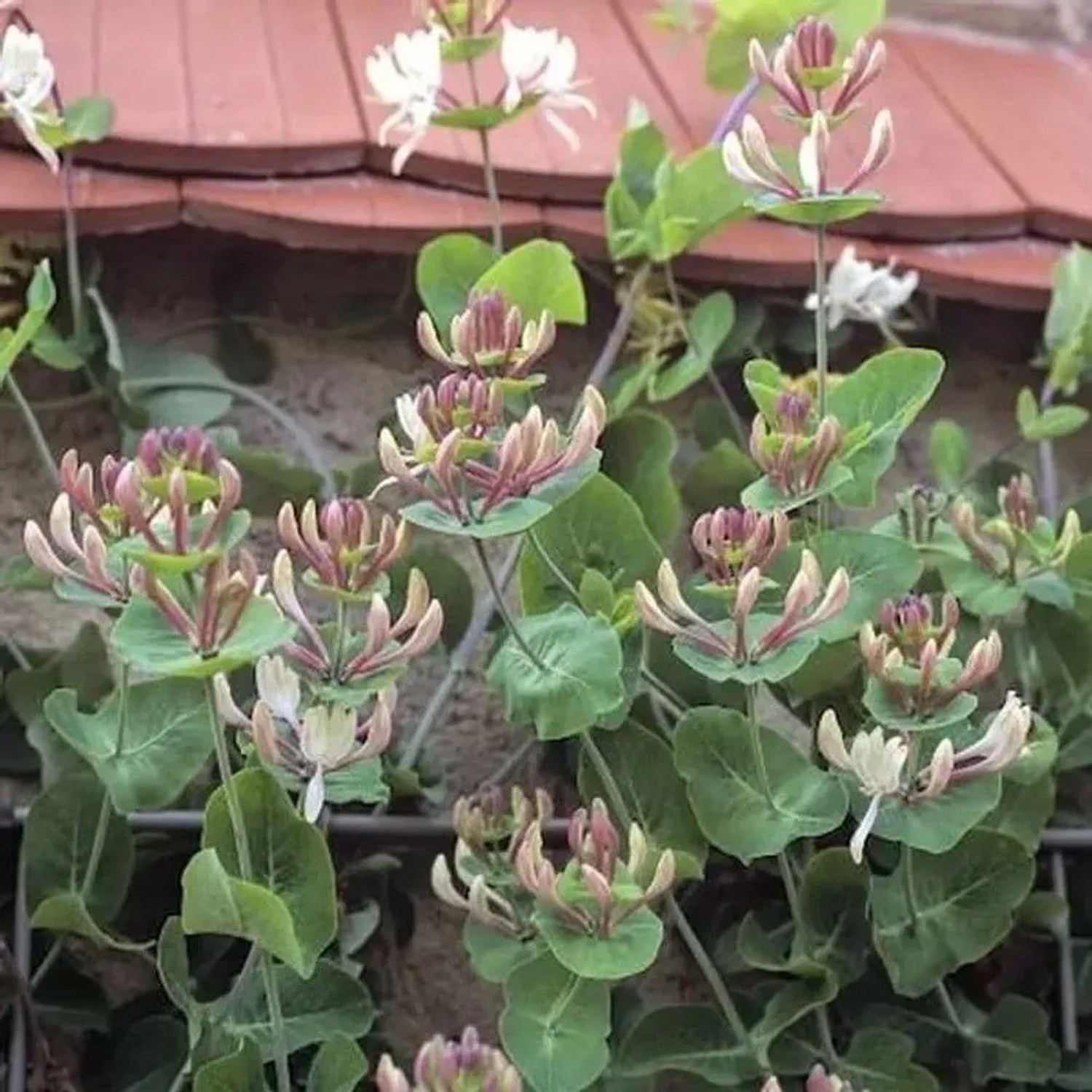 Jelängerlelieber 60-80cm - Lonicera caprifolium
