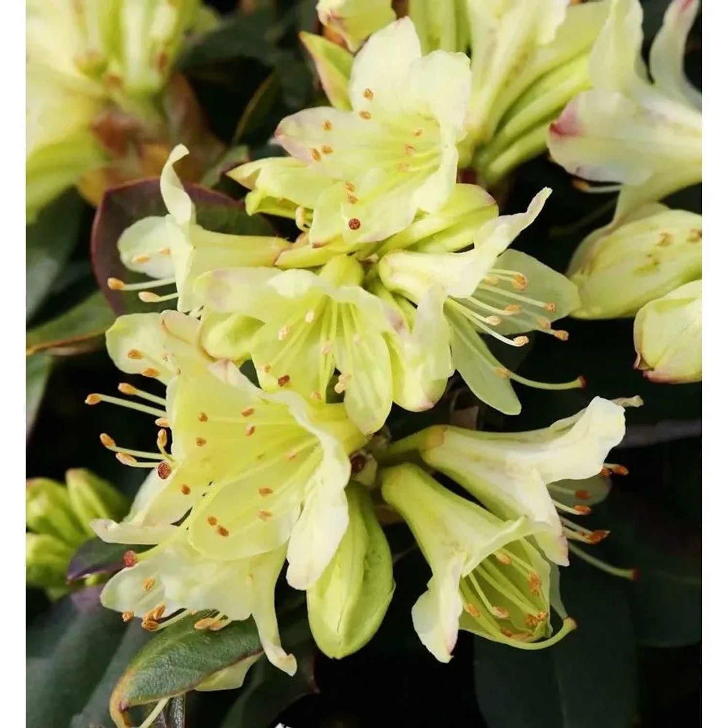 Zwerg Rhododendron Shamrock 15-20cm - Zwerg Alpenrose