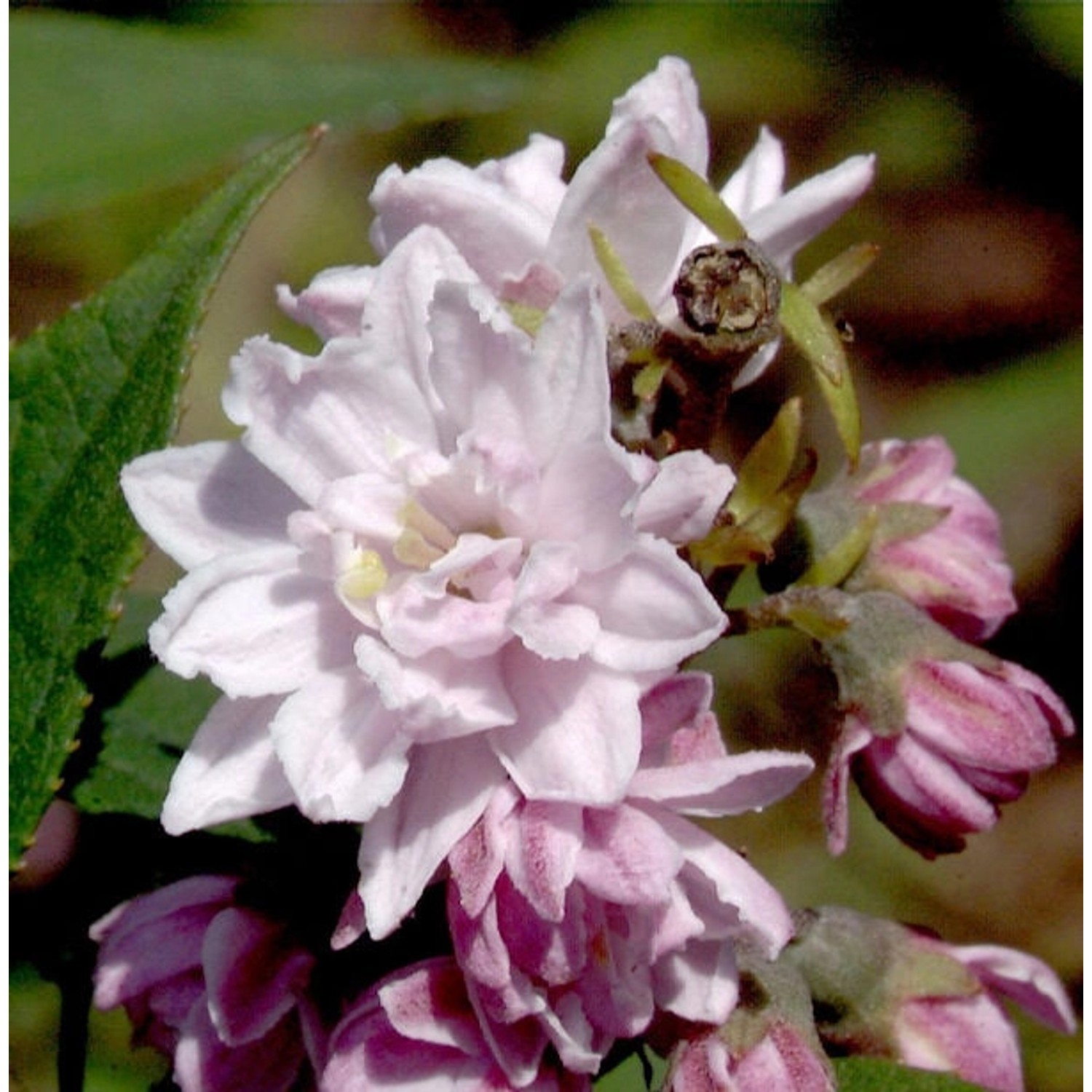 Rosendeutzie Pink Pom Pom 60-80cm - Deutzia hybrida günstig online kaufen