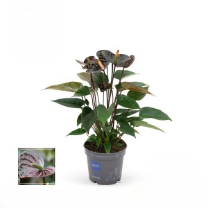 Flamingoblume "Black"  Topf-Ø ca. 12 cm Anthurium andreanum