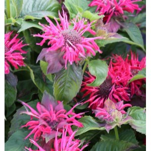 Indianernessel Pink Supreme - Monarda didyma