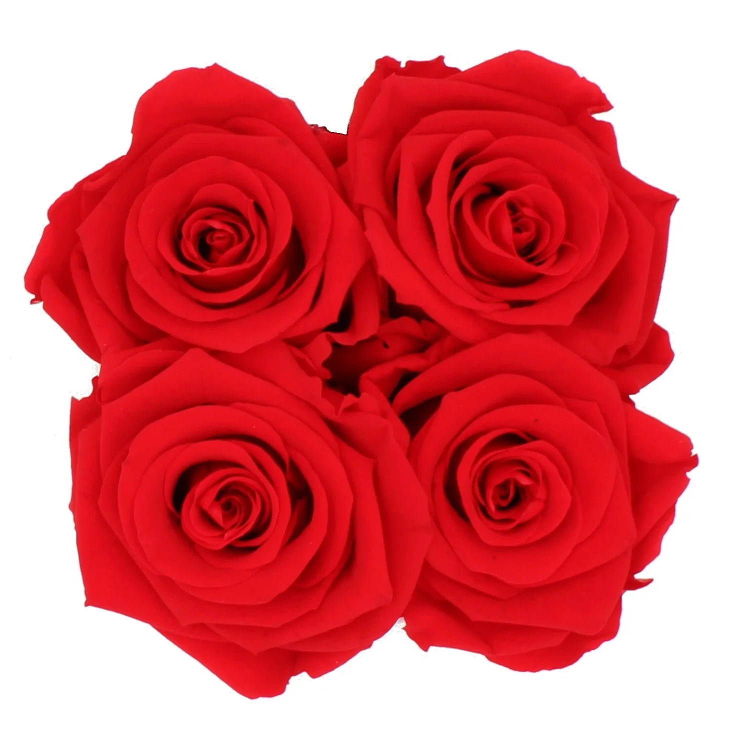 Rosenbox Deluxe mit 4 roten Rosen (Ø 10 cm) in weiß-roségoldener Box.