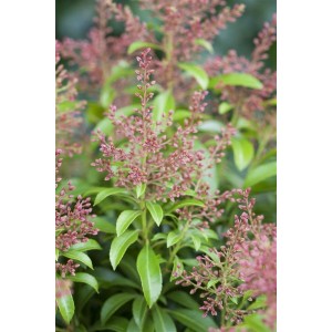 Detailaufnahme der Pieris Japonica Valley Valentine (Japanische Lavendelheide) mit roten Blüten.