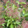 Detailaufnahme der Pieris Japonica Valley Valentine (Japanische Lavendelheide) mit roten Blüten.