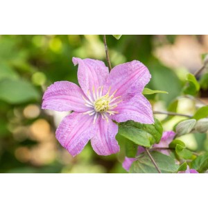 Nahaufnahme einer rosa Clematis 'Comtesse de Bouchaud' Blüte mit gelber Mitte und grünen Blättern.