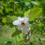 Nahaufnahme einer weißen Sommerduft Magnolie (Magnolia wilsonii) mit grünen Blättern.