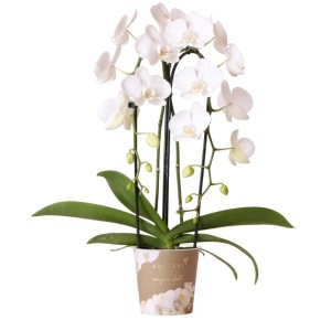 Weiße Kolibri Orchidee Phalaenopsis 'Niagara Fall' im 12cm Topf.
