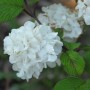 Nahaufnahme: Japanischer Schneeball 'Popcorn' mit weißen Blüten und grünen Blättern.