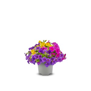 Zauberglöckchen Trio im Topf, torffrei, mit gelben, pinken und lila Blüten.