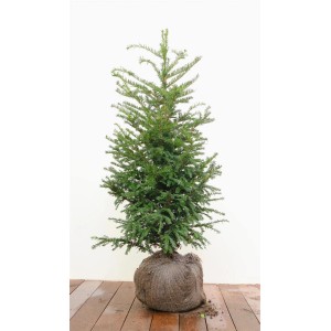Taxus baccata mB 80- 100