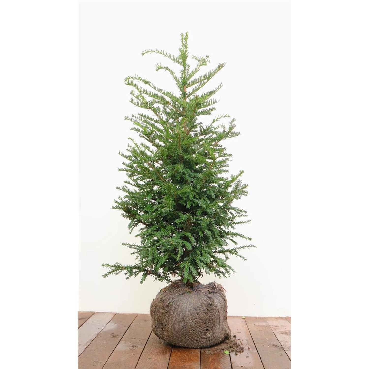 Taxus baccata mB 80- 100 günstig online kaufen