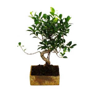 Exotischer Ficus Zimmerbonsai (8 Jahre) in Steinoptik Keramikschale.