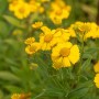 Gelbe Helenium Sonnenbraut 'Kanaria' im 11x11 cm Topf.