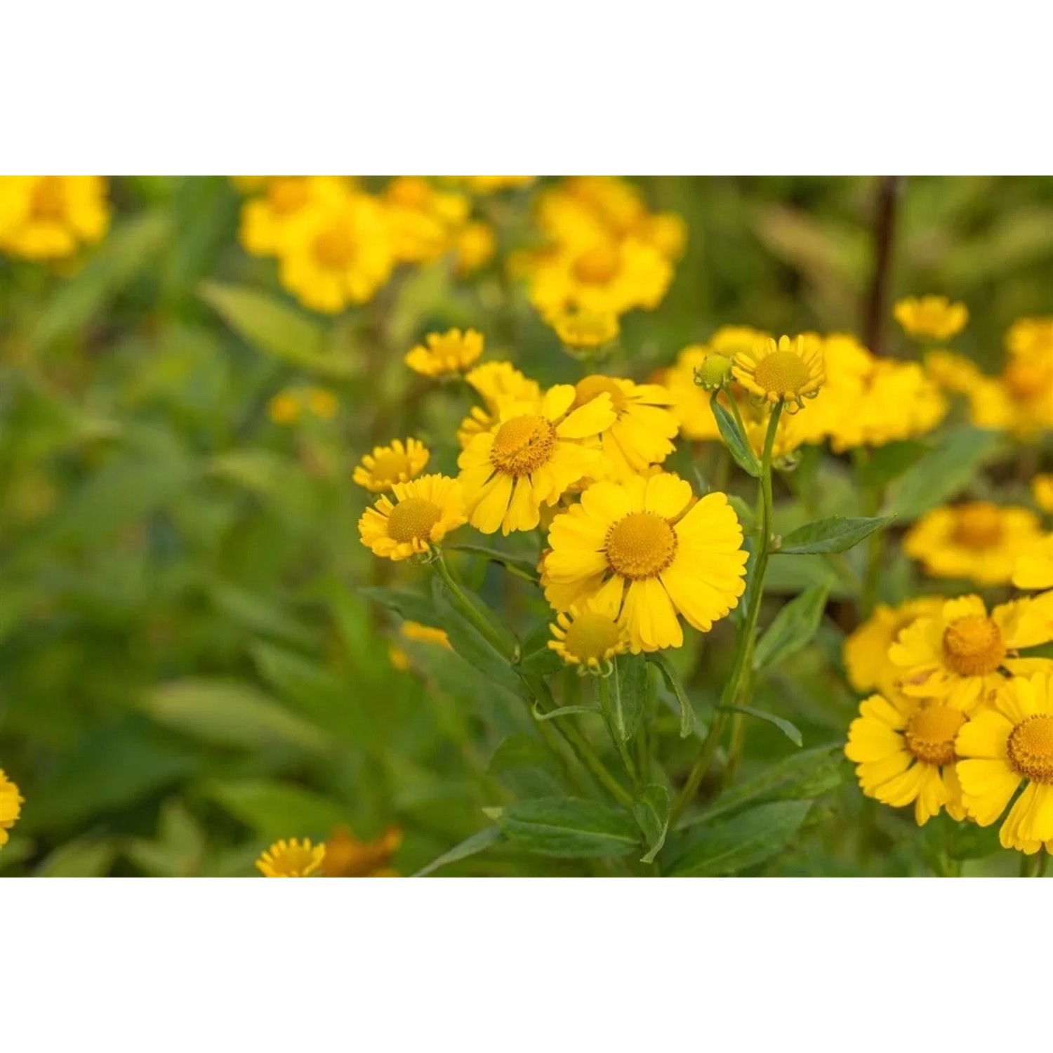 Gelbe Helenium Sonnenbraut 'Kanaria' im 11x11 cm Topf.