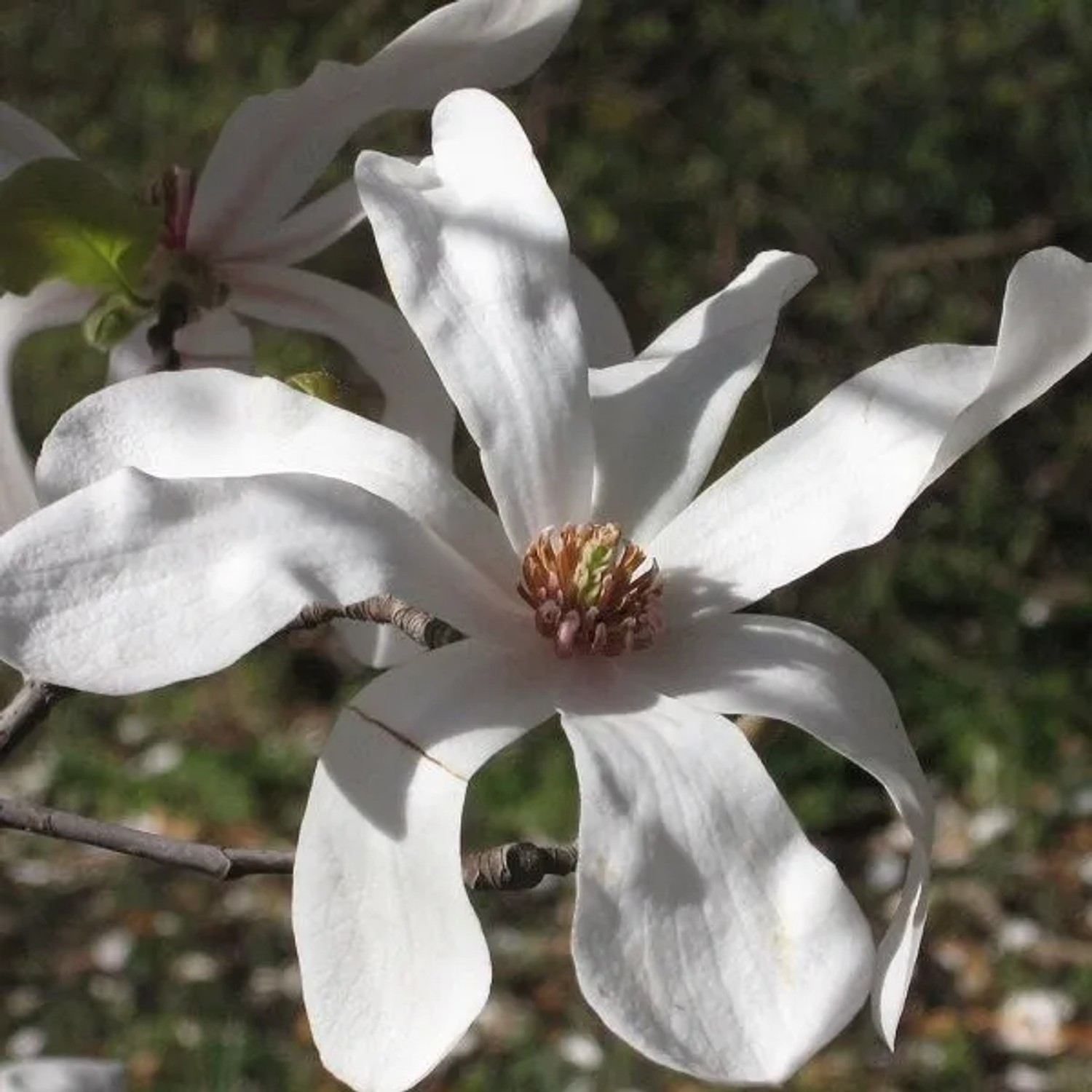 arborix Magnolie 'Merrill' Magnolia, oebneri 50 Bis 60 Cm Im Container Weiße Blüten