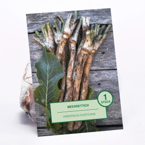 Meerrettich (Armoracia rusticana), 1 Stück, ideal zum Pflanzen im Garten.