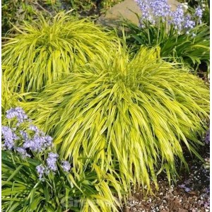 Japanisches Berggras 'All Gold' im Topf, eine dekorative Staude mit gelb-grünen Blättern.