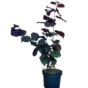 Baumfink Bluthasel Topfpflanze, 60-100cm, mit purpurroten Blättern. Robuster Strauch für Garten und Hecke.