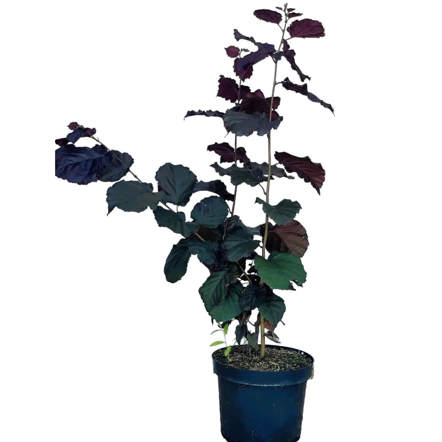 Baumfink Bluthasel als Topfpflanze 60-100cm