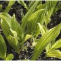Maiglöckchen 'Albostriata' (Convallaria majalis) mit grün-weiß gestreiften Blättern.