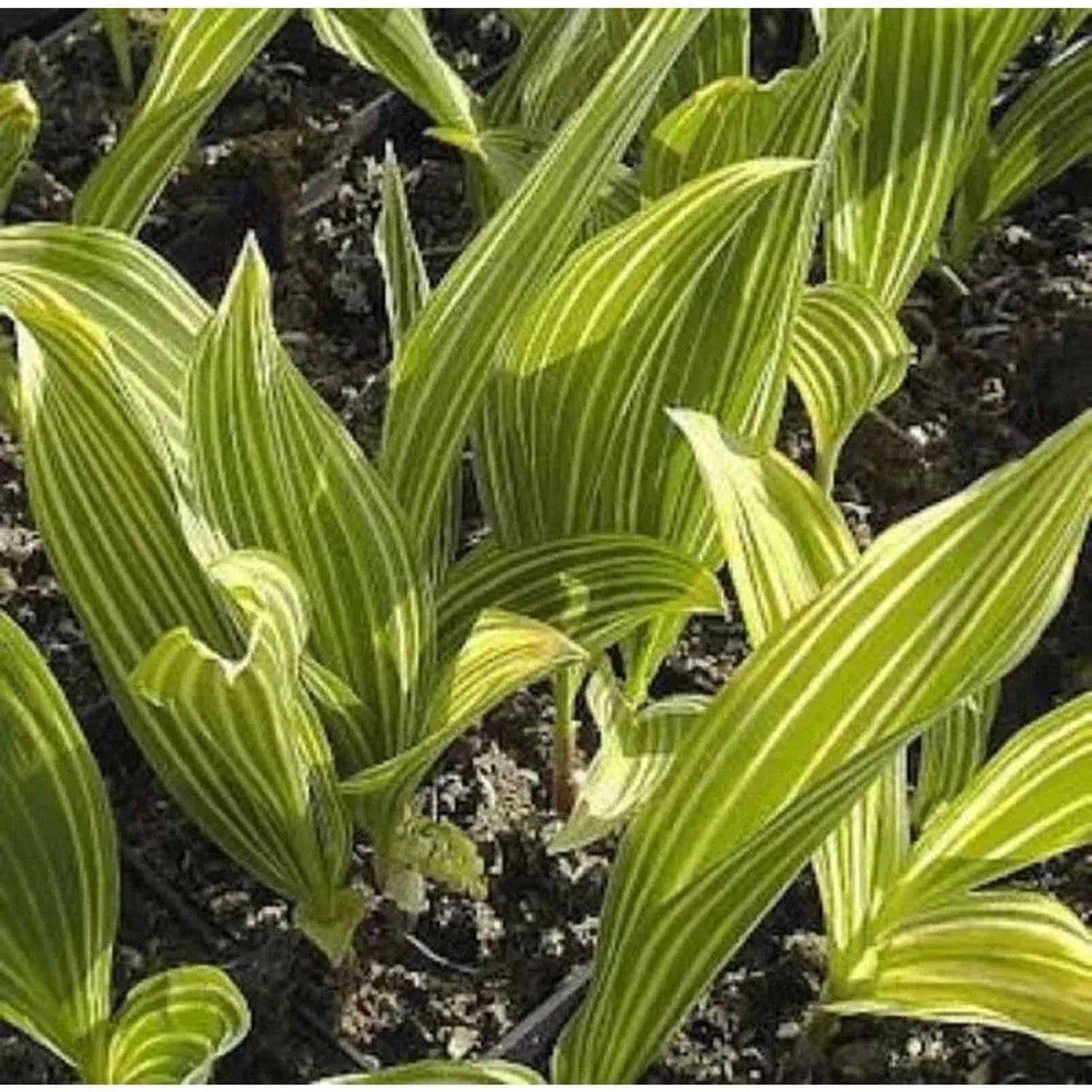 Maiglöckchen Albostriata - Convallaria majalis