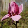 Nahaufnahme einer rosafarbenen Magnolie Genie Blüte der Kategorie Sträucher.