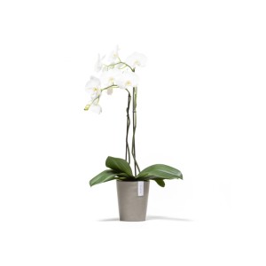 Ecopots Pflanztopf Morinda, braungrau, 17x19cm mit weißer Orchidee.