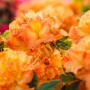 Nahaufnahme des Rhododendron Luteum 'Gibraltar' mit leuchtend gelb-orangen Blüten.