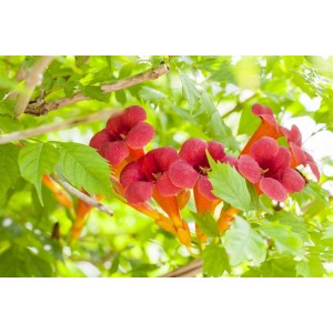 Leuchtend orange Trompetenblume (Campsis Radicans), eine dekorative Kletterpflanze.