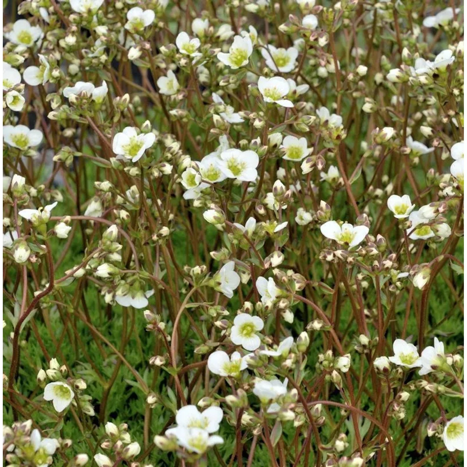 Moossteinbrech Adebar - Saxifraga arendsii