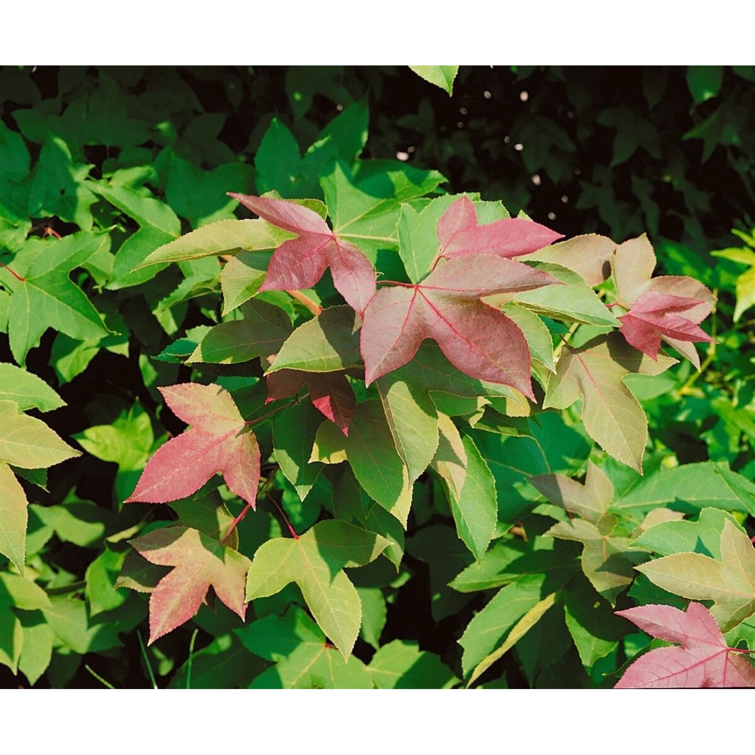 Liquidambar Formosana Ellen Amberbaum 100–125 cm Auffälliges Laub günstig online kaufen