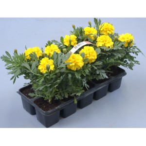10er Pack Studentenblumen (Tagetes patula) in Gelb, Höhe 10-15 cm, im Anzuchttray.