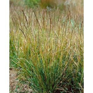 Herbst-Kopfgras (Sesleria autumnalis) im Topf, Ziergras mit graugrünen Blüten.